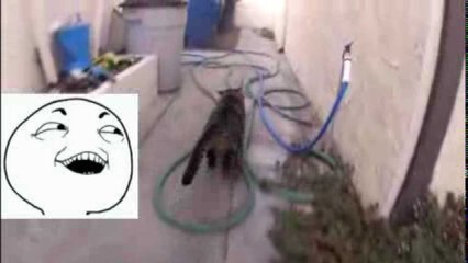 Scaring A Cat In Super Slow Motion (GoPro Hero 2 120FPS)
