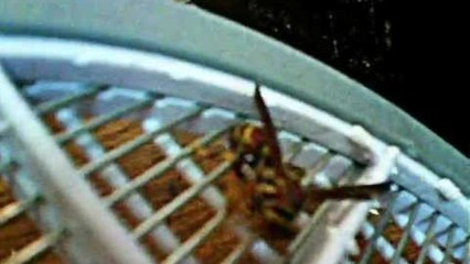 WASP ELECTRIC EXECUTION