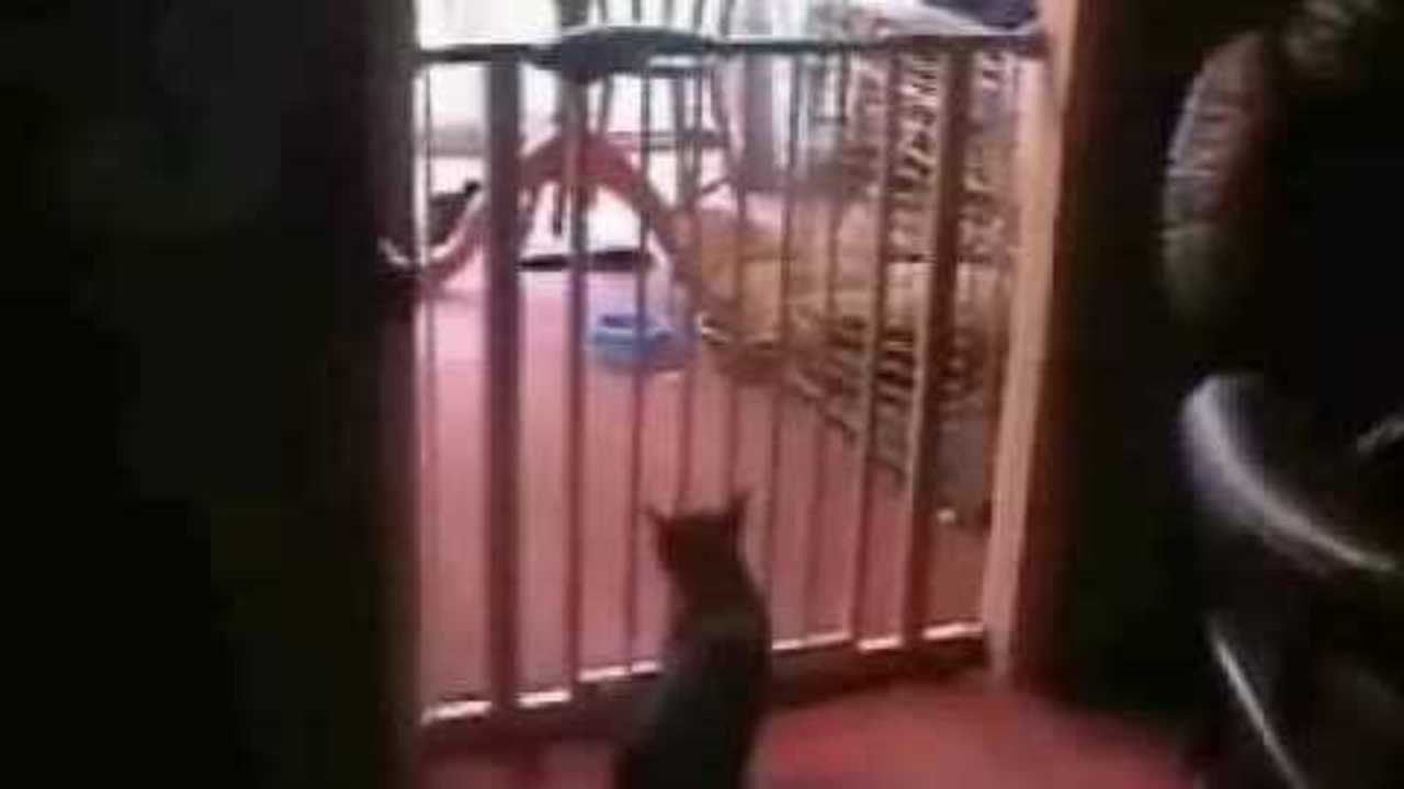 cat fail