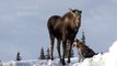 Dog Draws Moose Away From Owners In Alaska