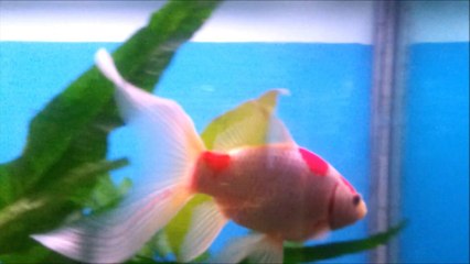 COMMUNITY FISH TANK