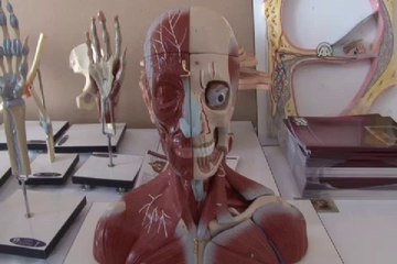 İnsan vücuduna en yakın anatomik maketi ürettiler