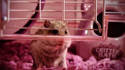 *Nom Nom Nom* all day! - with "Wonton"