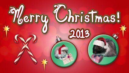 Merry Christmas! (Adorable hamster footage)