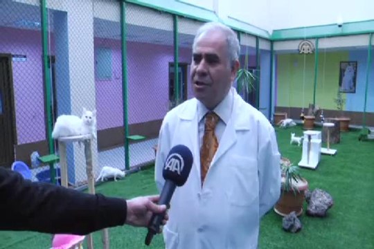 Van'da kedi evinde mart hazırlığı
