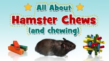 All About Hamster Chews (and chewing)