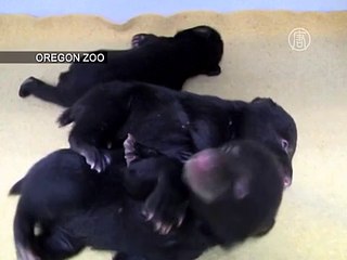 Орегонский зоопарк приютил трёх медвежат