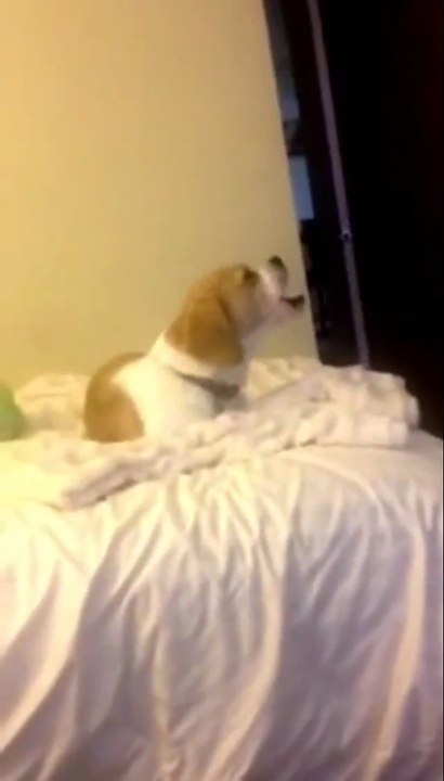 Hündchen macht komische Geräusche