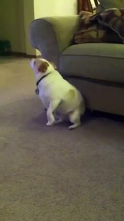 Hündchen tanzt zu Eminem