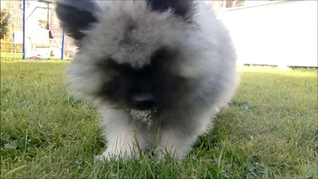 Hündchen vs. Pusteblume