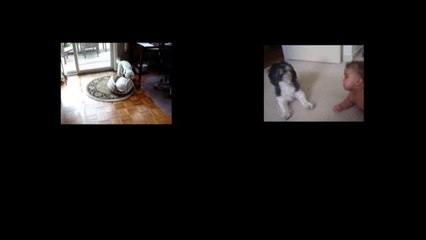 Hündchen vs. Türstopper