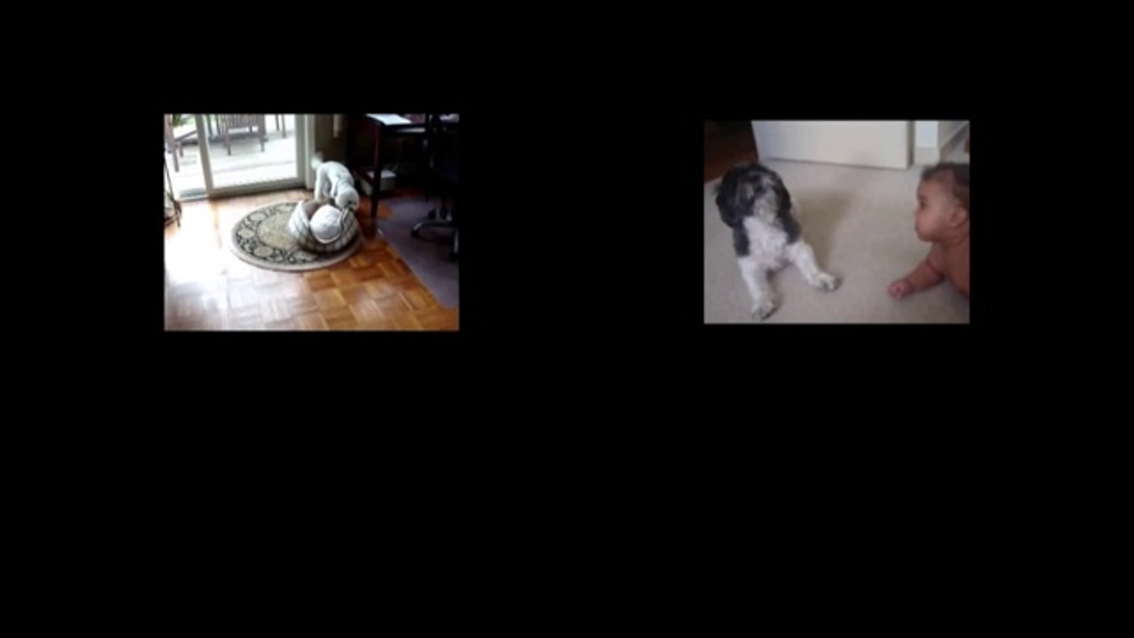 Hündchen vs. Türstopper