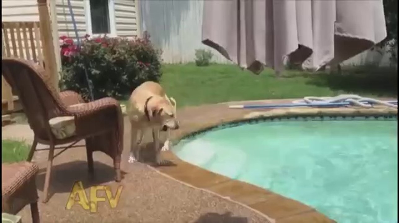 Hündchen will nicht nass werden