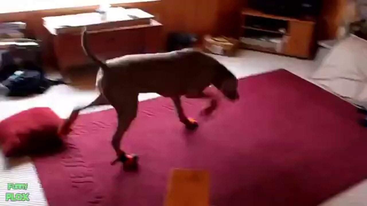 Hunde die zum ersten mal Schuhe tragen