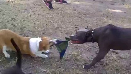 Hunde kämpfen ums Spielzeug