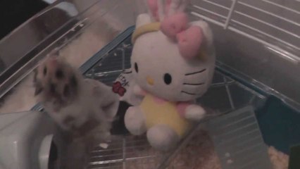 Lemonsweets Goes...Climbing