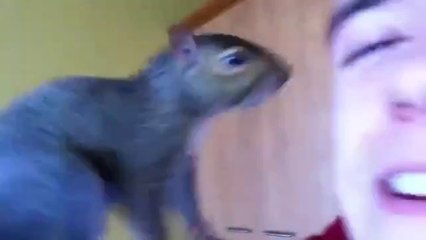Ich will auch ein Eichhörnchen als Haustier!