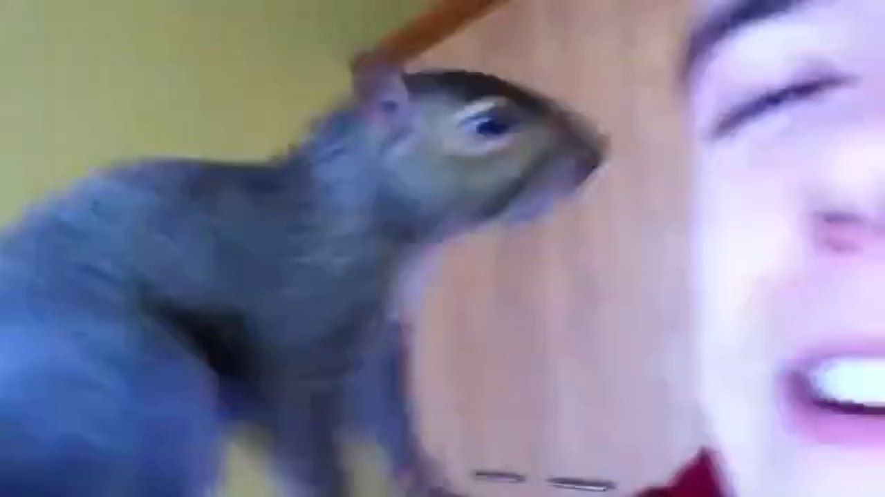 Ich will auch ein Eichhörnchen als Haustier!