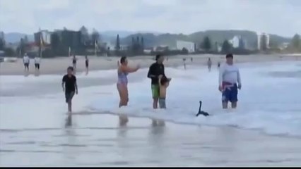 In Australien surfen sogar die Schwäne