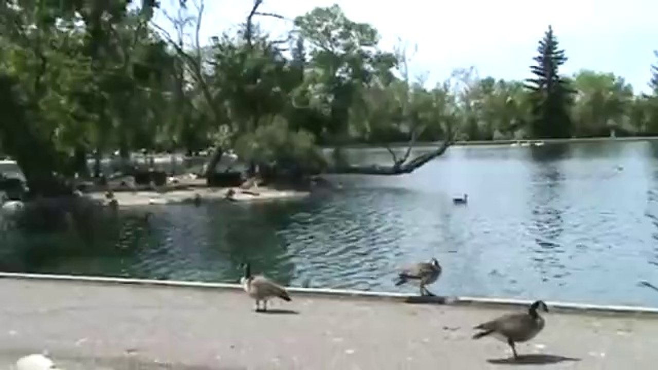 Invasion beim Vögel füttern