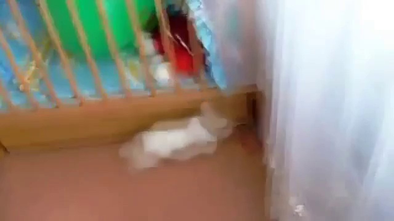 Kaninchen erschreckt sich zu Tode als der Ballon platzt