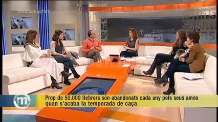 TV3 - Els Matins - El drama dels llebrers abandonats
