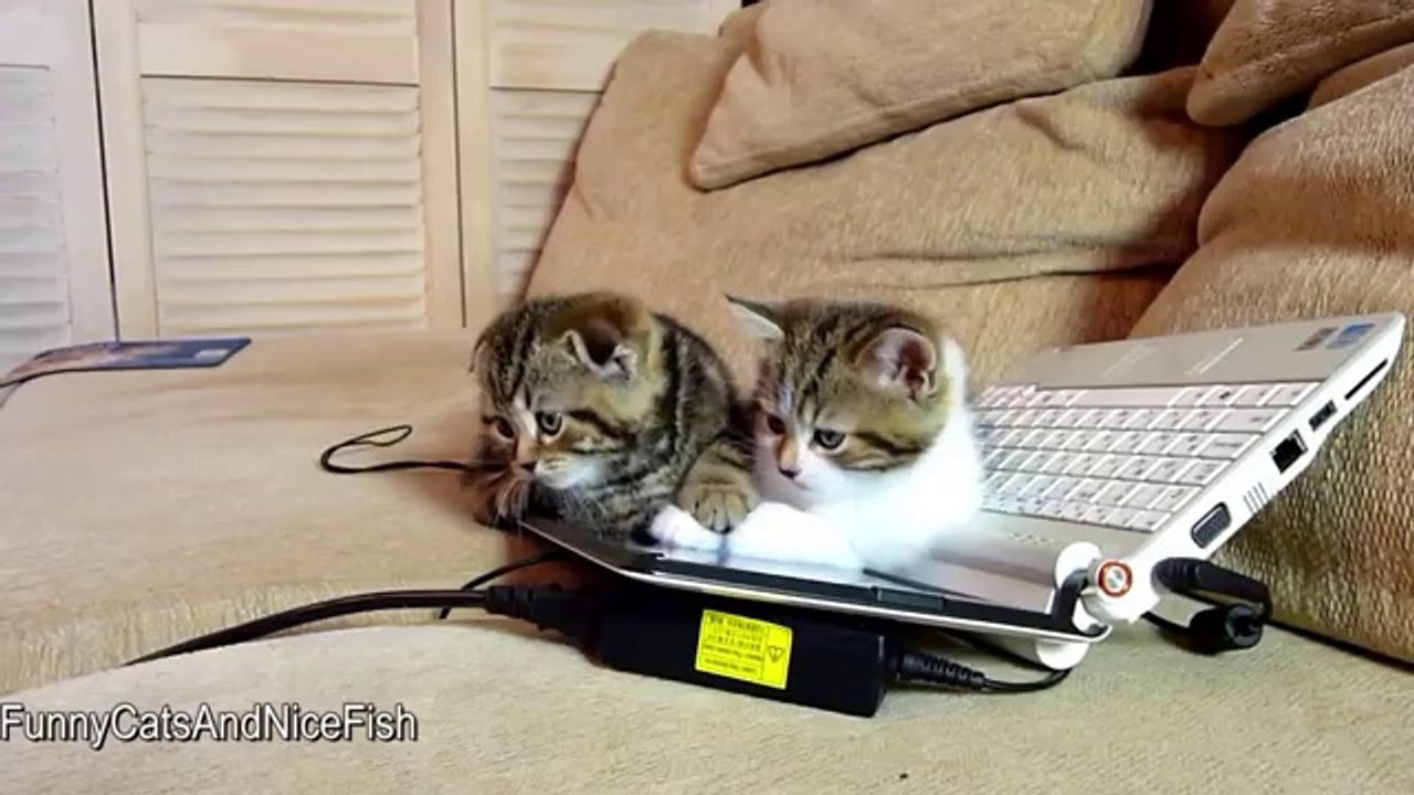 Kätzchen hacken einen Computer