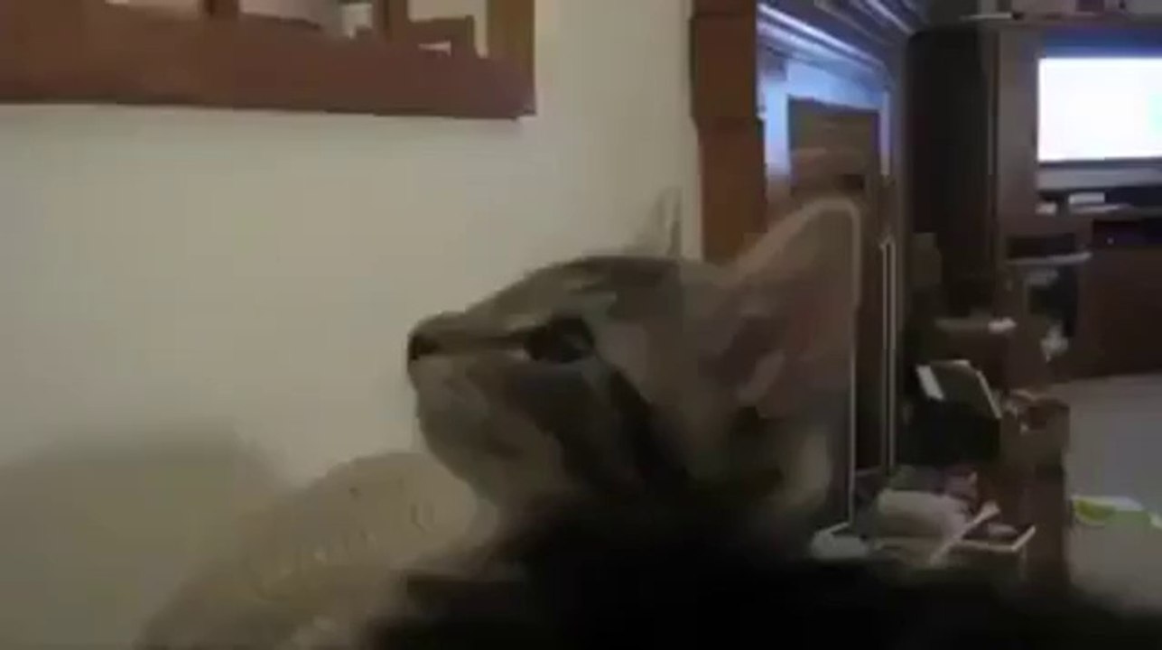 Kätzchen hört sich an wie eine Ziege