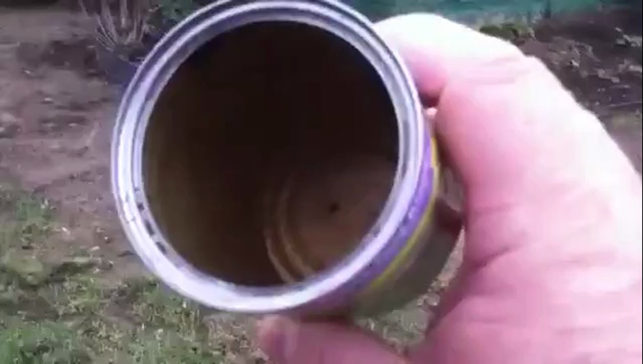 Kätzchen in der Dose