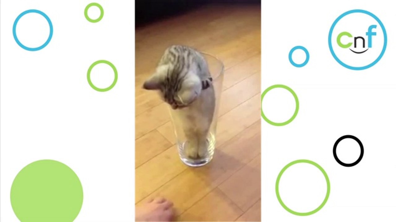 Kätzchen in einem Glas