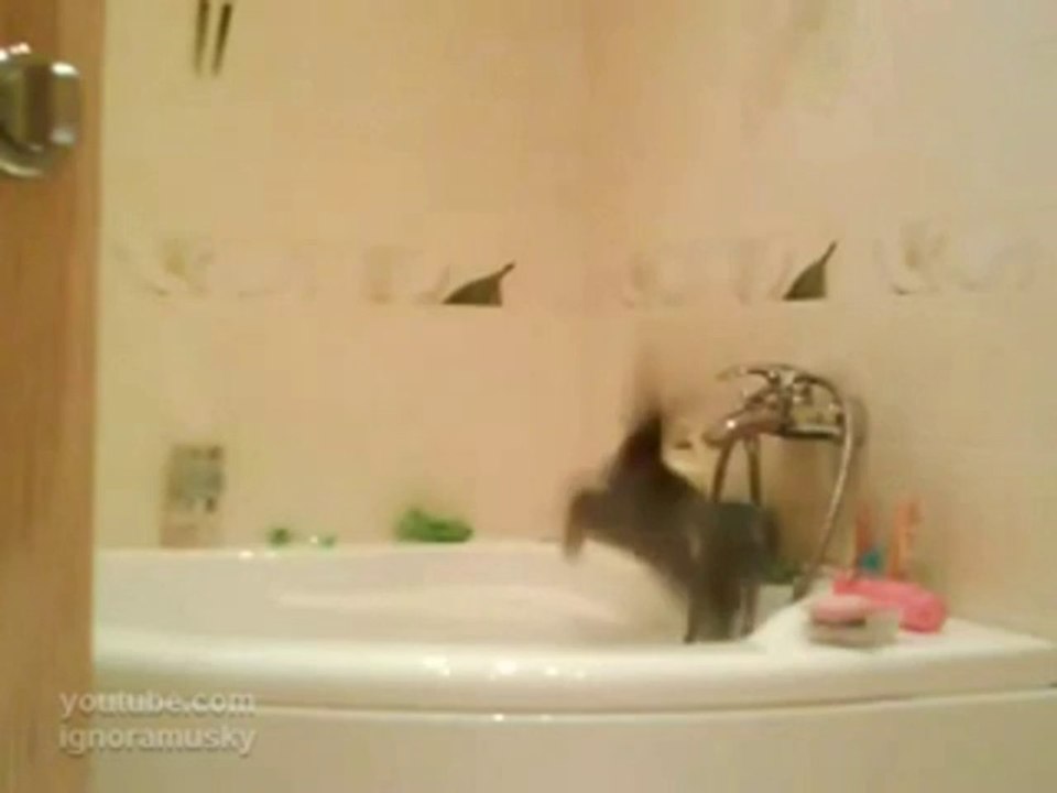 Kätzchen kommt nicht mehr aus der Badewanne