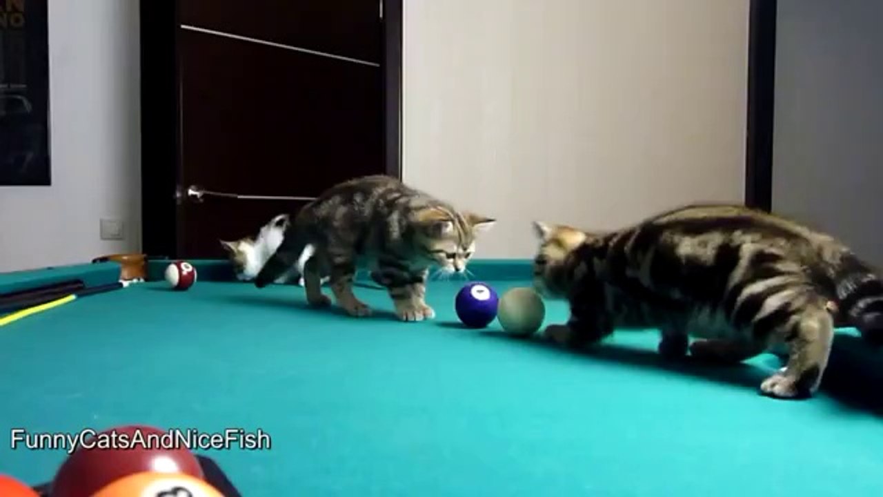 Kätzchen lernt Billiard zu spielen