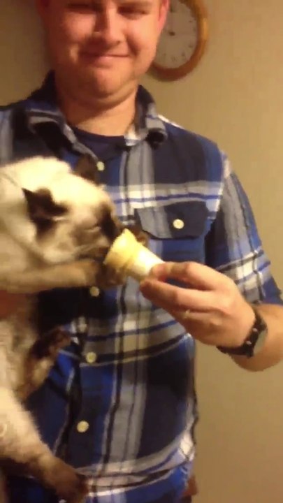 Kätzchen liebt Eiscreme