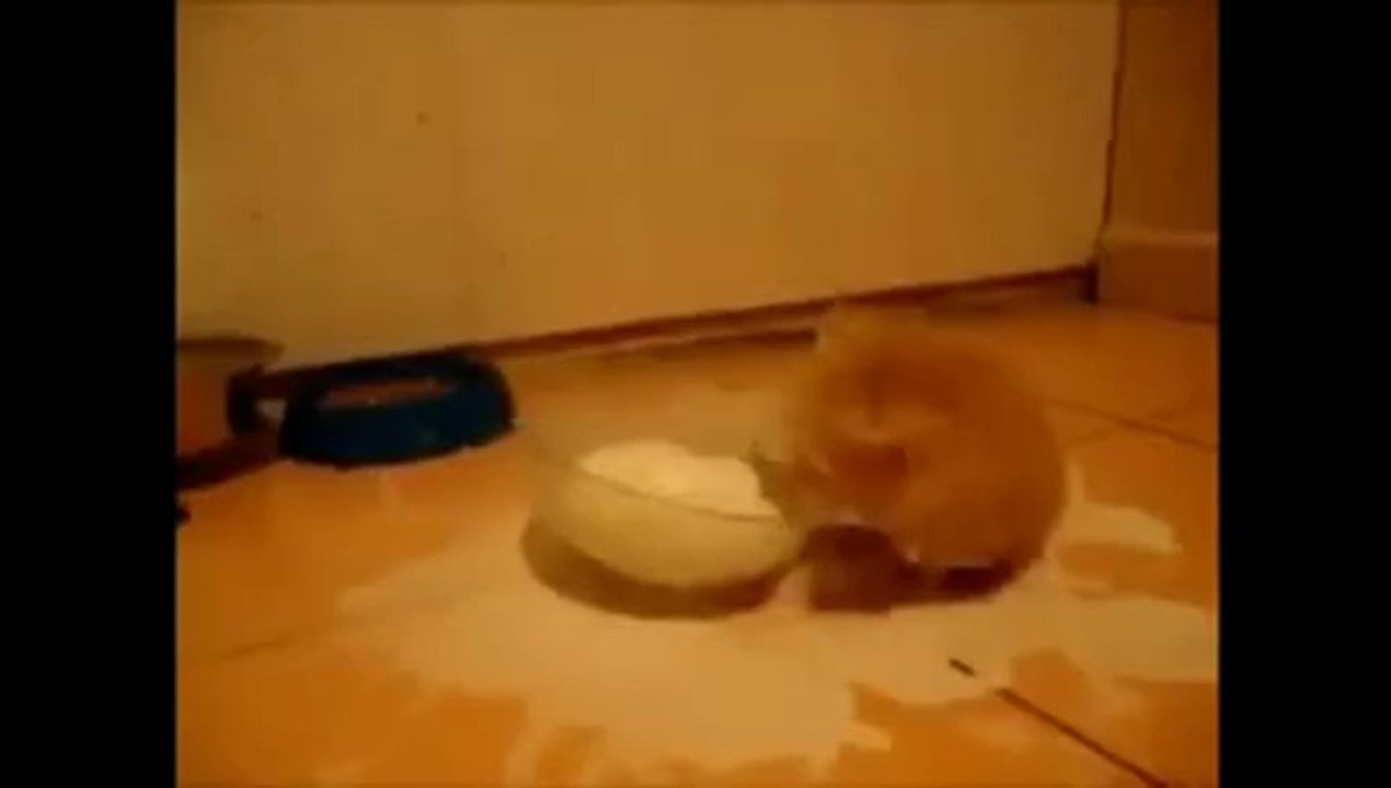 Kätzchen spielt mit der Milchschüssel