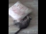 Kätzchen spielt mit einem Kissen
