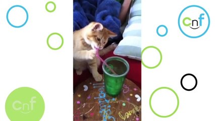 Kätzchen trinkt vom Strohhalm