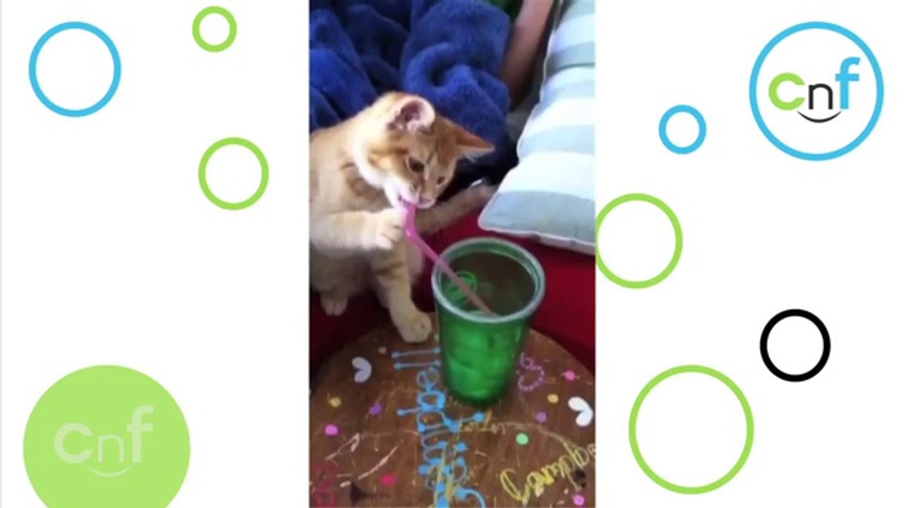 Kätzchen trinkt vom Strohhalm