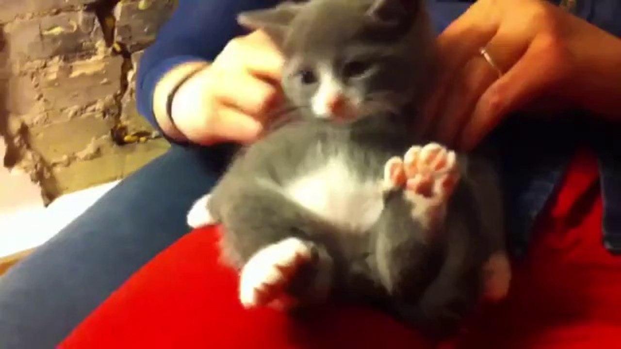 Kätzchen will massiert werden