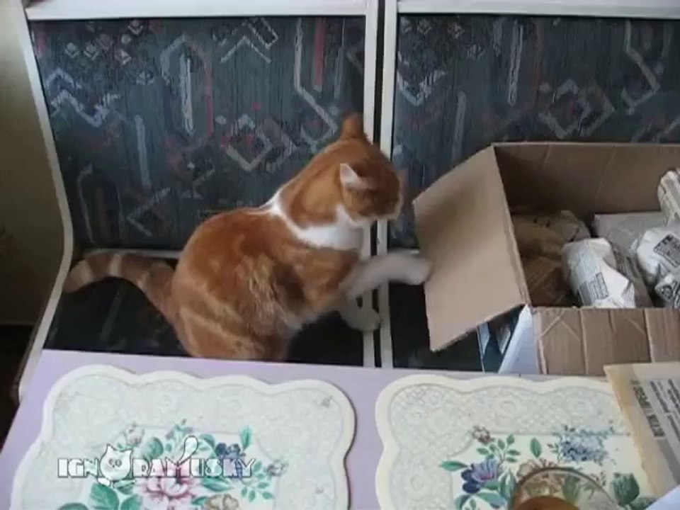 Katze beim Boxtraining