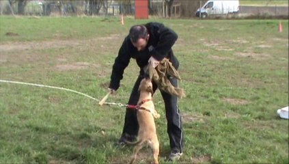 CHIOT DE FAUCON DU BOIS BLANCVAL
