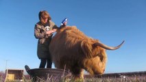 Highland Cow Loves to Be Groomed