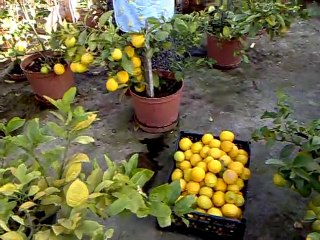 LİMON FİDELERİ. MAYERLİMON KARADENİZ