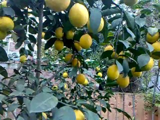 LİMONLARIMIZhttp://static1.dmcdn.net/images/header/logo_dailymotion.png.ve5ebb8f8167218983