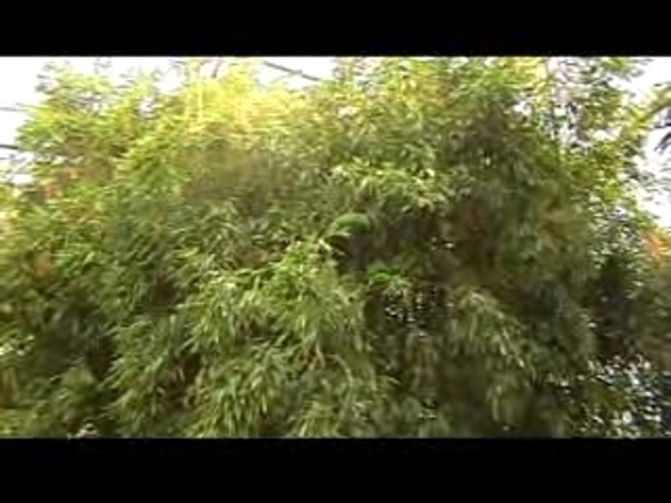 Perroquets d'un parc animalier