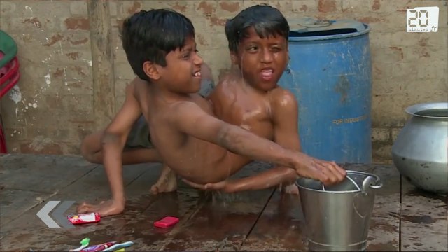Les siamois les plus heureux du monde