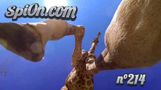 Le Zap de Spi0n n°214 - Zapping du Web