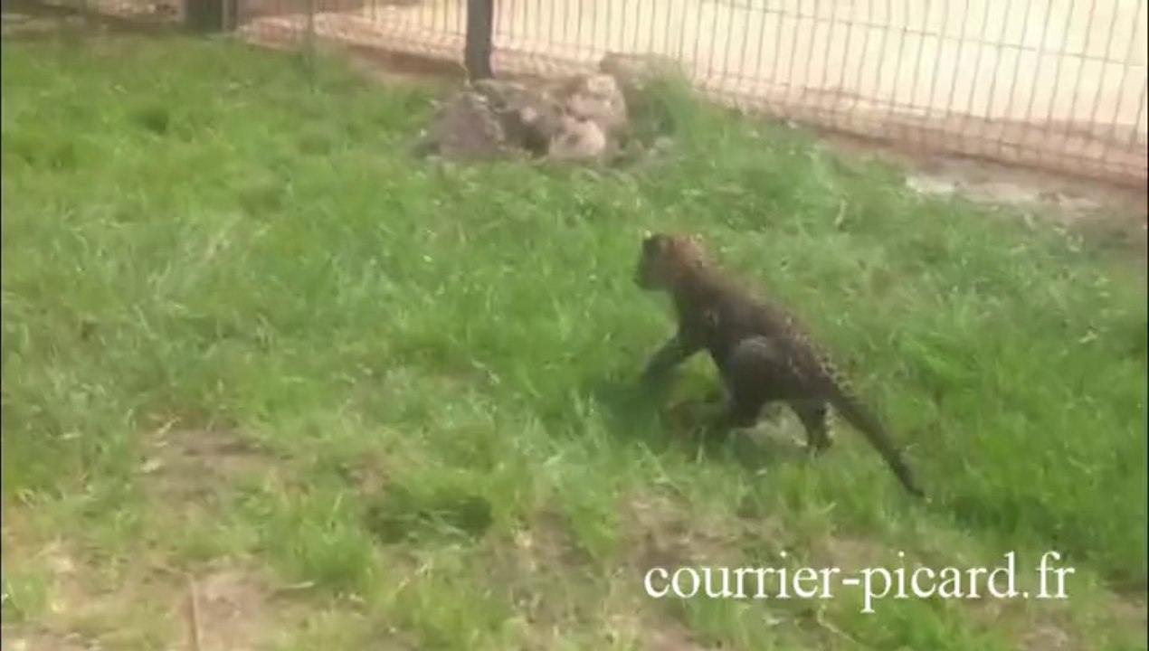 Un bébé panthère au parc animalier de Saint-Léger-en-Bray