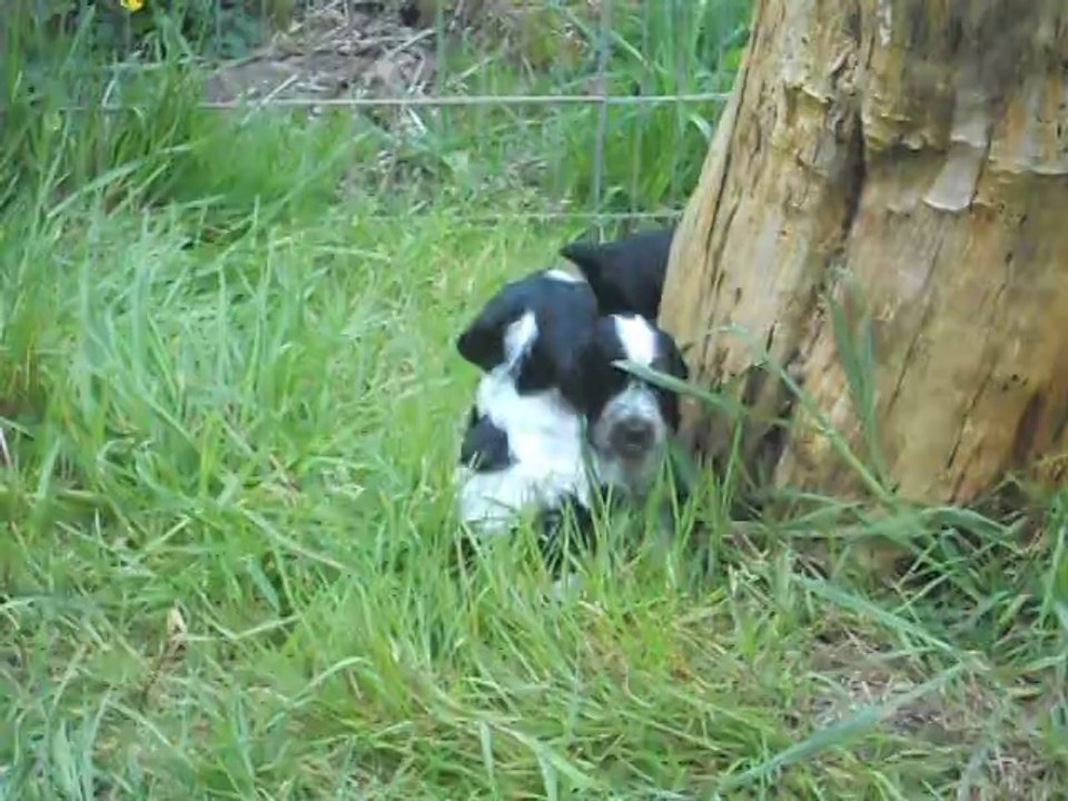 chiots cocker Galwenn X Buzz 5 semaines