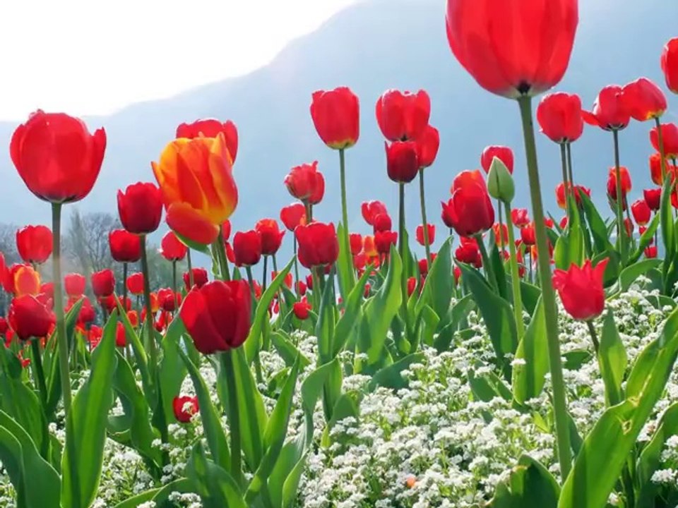 Harika Bir İlahi Sedat Uçan