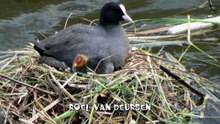 Negen watervogel nesten + 1 en hun bewoners 2 / Spijkenisse 2014